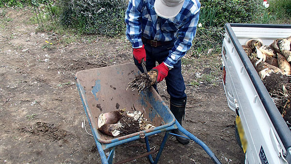 たけのこの処理